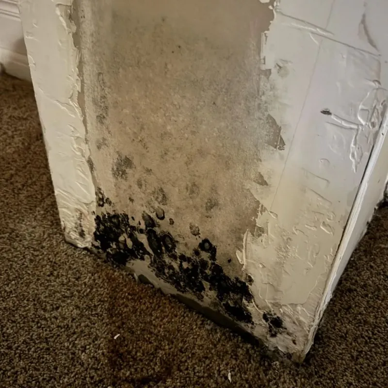 Professional Mold Removal in Charles City County, VA